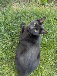Lost Male Cat last seen Hill way and Liberty Ln, Estacada, OR 97023