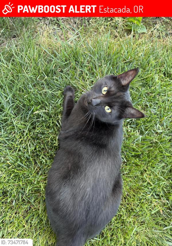 Lost Male Cat last seen Hill way and Liberty Ln, Estacada, OR 97023