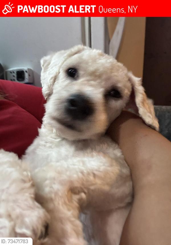 Lost Male Dog last seen 108th st, Queens, NY 11368