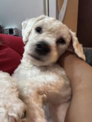 Lost Male Dog last seen 108th st, Queens, NY 11368