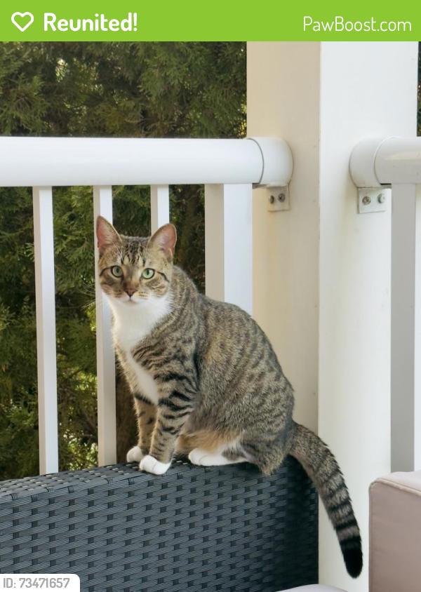 Reunited Female Cat last seen Ballantyne, Charlotte, NC 28277