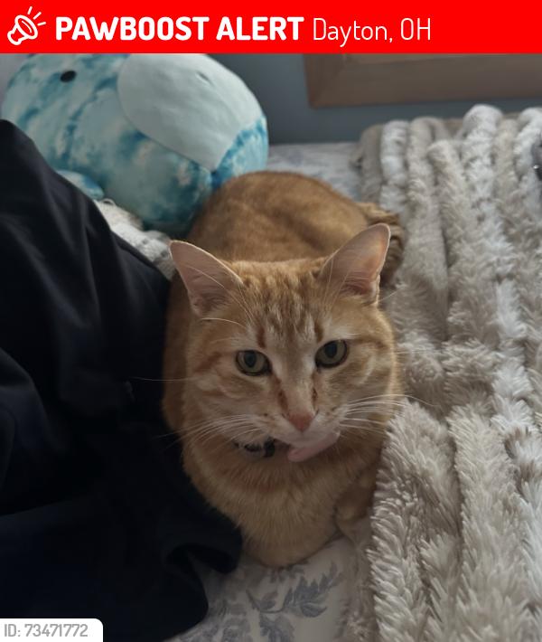 Lost Female Cat last seen Near Tait Road is in the West Kettering area (45429), near Moraine Golf Course., Dayton, OH 45429