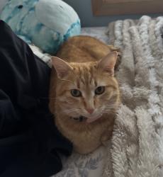 Lost Female Cat last seen Near Tait Road is in the West Kettering area (45429), near Moraine Golf Course., Dayton, OH 45429