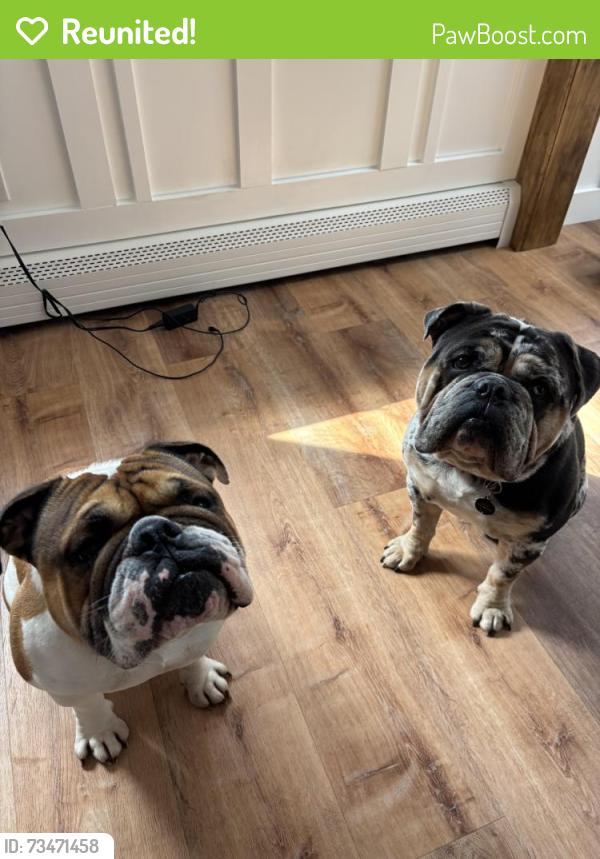 Reunited Male Dog last seen Meadowbrook road Southampton pa, Southampton, PA 18966