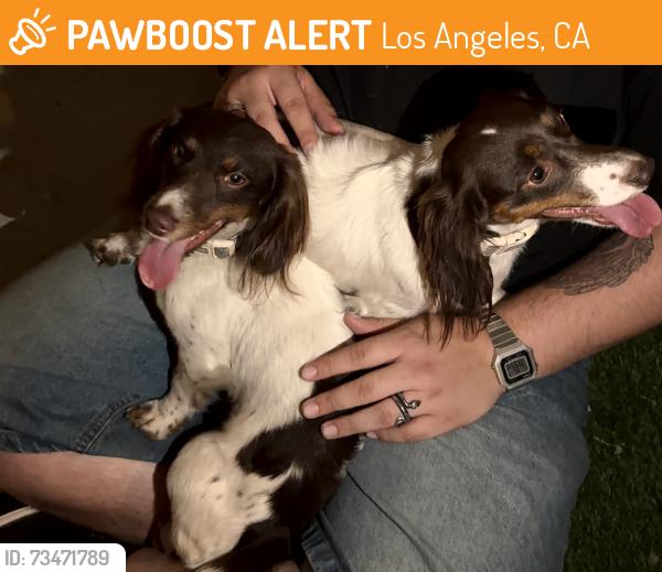 Found/Stray Female Dog last seen Near Van Nuys Blvd Unit A/B Pacoima, CA 91331 United States, Los Angeles, CA 91331