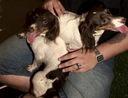 Found/Stray Female Dog last seen Near Van Nuys Blvd Unit A/B Pacoima, CA 91331 United States, Los Angeles, CA 91331