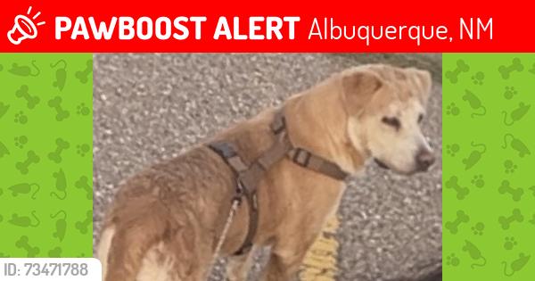 Lost Male Dog last seen 12th st & La Poblana, Albuquerque, NM 87104