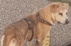 Lost Male Dog last seen 12th st & La Poblana, Albuquerque, NM 87104