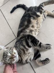 Found/Stray Male Cat last seen Showed up near car yard next to location, Long Beach, CA 90813