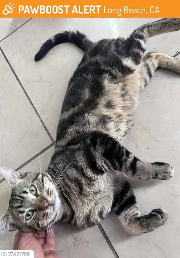 Found/Stray Male Cat last seen Showed up near car yard next to location, Long Beach, CA 90813