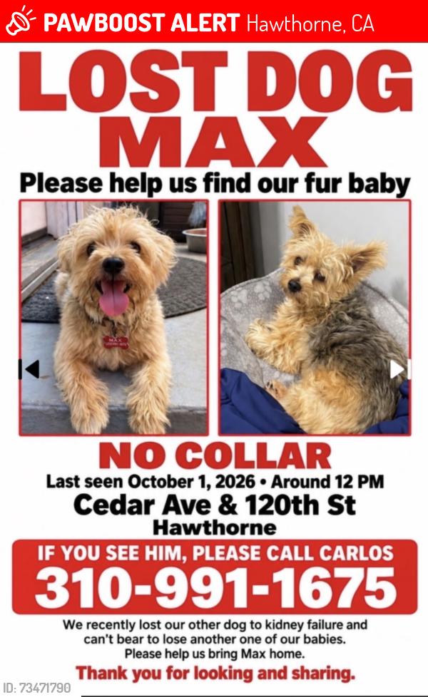 Lost Male Dog last seen Hawthorne Mall, Hawthorne Blvd, 120th St, Hawthorne, CA 90250