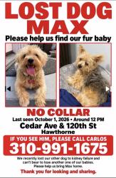 Lost Male Dog last seen Hawthorne Mall, Hawthorne Blvd, 120th St, Hawthorne, CA 90250