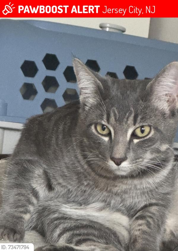 Lost Male Cat last seen Wade st and Martin Luther king jr dr, Jersey City, NJ 07305