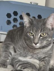 Lost Male Cat last seen Wade st and Martin Luther king jr dr, Jersey City, NJ 07305