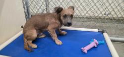 Shelter Stray Male Dog last seen , 5000 Lindbergh Blvd, California City, CA 93505, USA