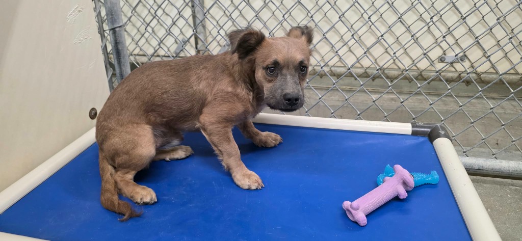 Shelter Stray Male Dog last seen , 5000 Lindbergh Blvd, California City, CA 93505, USA