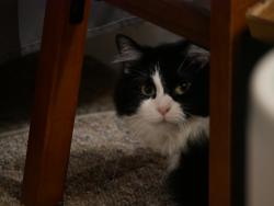 Lost Female Cat last seen Rayburn Ave, St. Louis, MO 63126