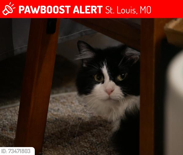 Lost Female Cat last seen Rayburn Ave, St. Louis, MO 63126
