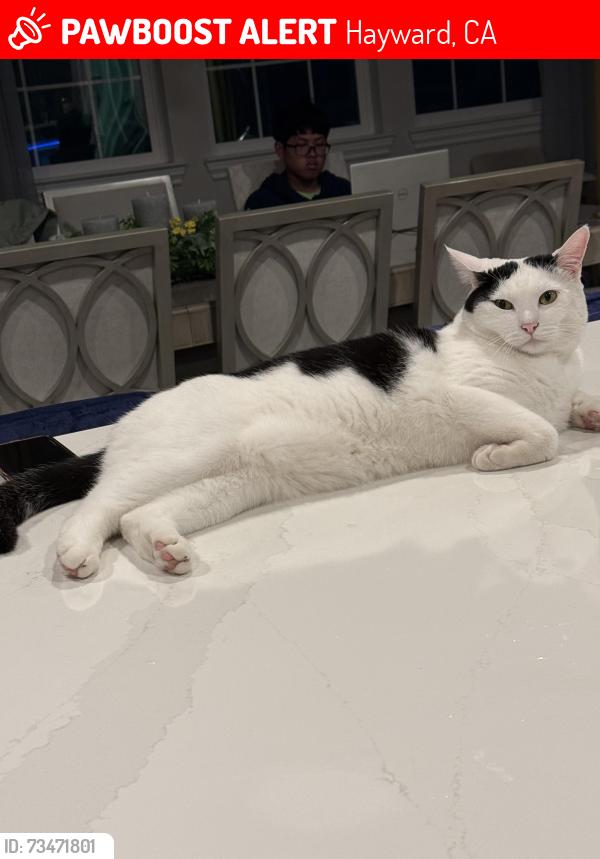 Lost Male Cat last seen Stonebrae Country Club golf course, Hayward, CA 94542