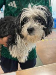 Shelter Stray Male Dog last seen , 14409 Vanowen St, Van Nuys, CA 91405, USA
