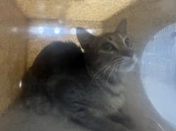 Shelter Stray Female Cat last seen , 957 N Gaffey St, San Pedro, CA 90731, USA