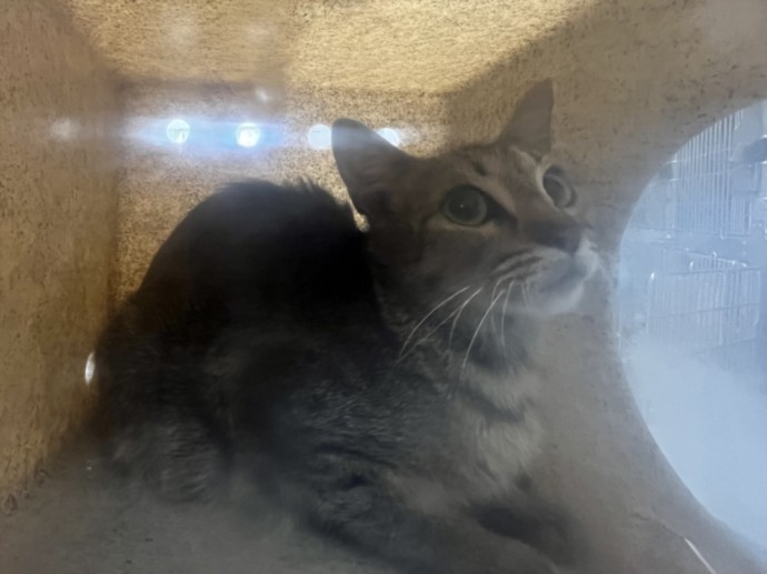 Shelter Stray Female Cat last seen , 957 N Gaffey St, San Pedro, CA 90731, USA