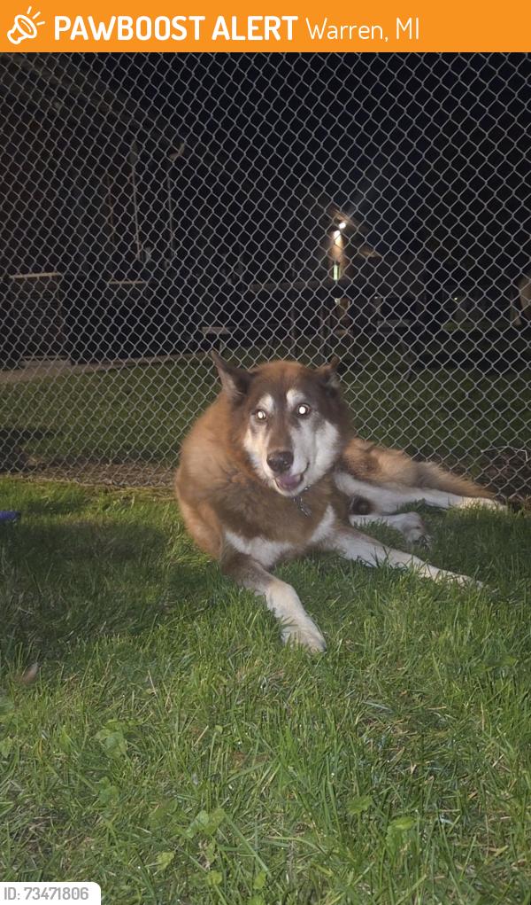Found/Stray Male Dog last seen 11 mile schoenherr near Lumberyard + chicken shack, Warren, MI 48088