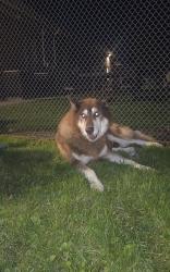 Found/Stray Male Dog last seen 11 mile schoenherr near Lumberyard + chicken shack, Warren, MI 48088