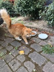 Found/Stray Unknown Cat last seen Monarch way, Greater London, England IG2 7HS