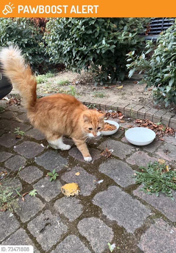 Found/Stray Unknown Cat last seen Monarch way, Greater London, England IG2 7HS