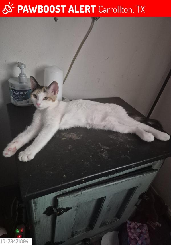 Lost Female Cat last seen Trrrace/Denton between Whitlock and Beltline, Carrollton, TX 75006