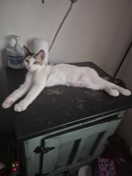 Lost Female Cat last seen Trrrace/Denton between Whitlock and Beltline, Carrollton, TX 75006