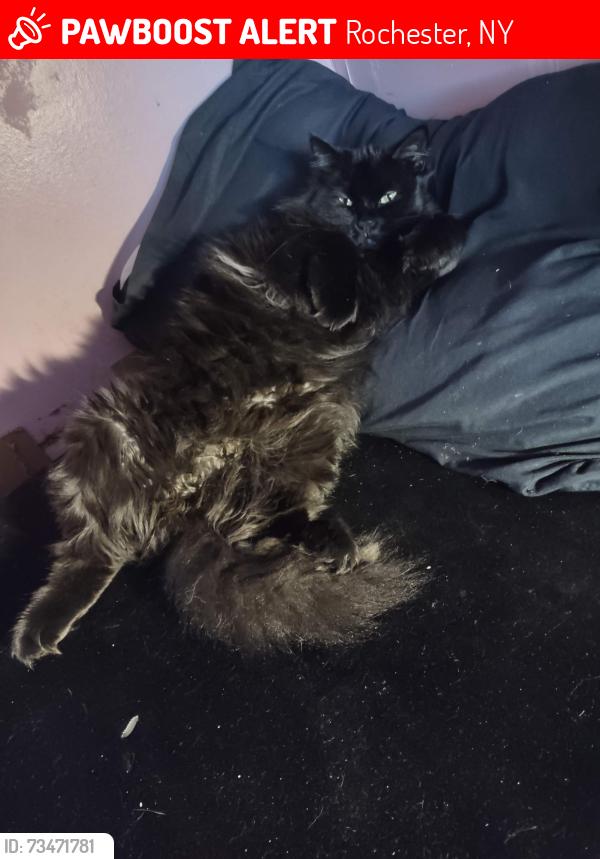 Lost Female Cat last seen Corner of Clifford ave and Clinton ave Rochester ny from butcher boys meat market, Rochester, NY 14621