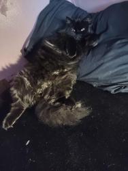 Lost Female Cat last seen Corner of Clifford ave and Clinton ave Rochester ny from butcher boys meat market, Rochester, NY 14621