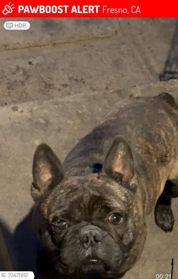 Lost Male Dog last seen Crystal ave, Fresno, CA 93705