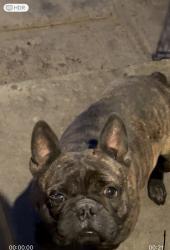 Lost Male Dog last seen Crystal ave, Fresno, CA 93705