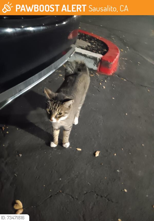 Found/Stray Female Cat last seen Marin City, Ridgeway Appartements, Sausalito, CA 94965