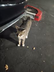 Found/Stray Female Cat last seen Marin City, Ridgeway Appartements, Sausalito, CA 94965
