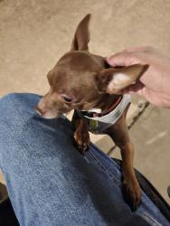 Found/Stray Male Dog last seen Ahlstrom Park, Rancho Cordova, CA, Rancho Cordova, CA 95670