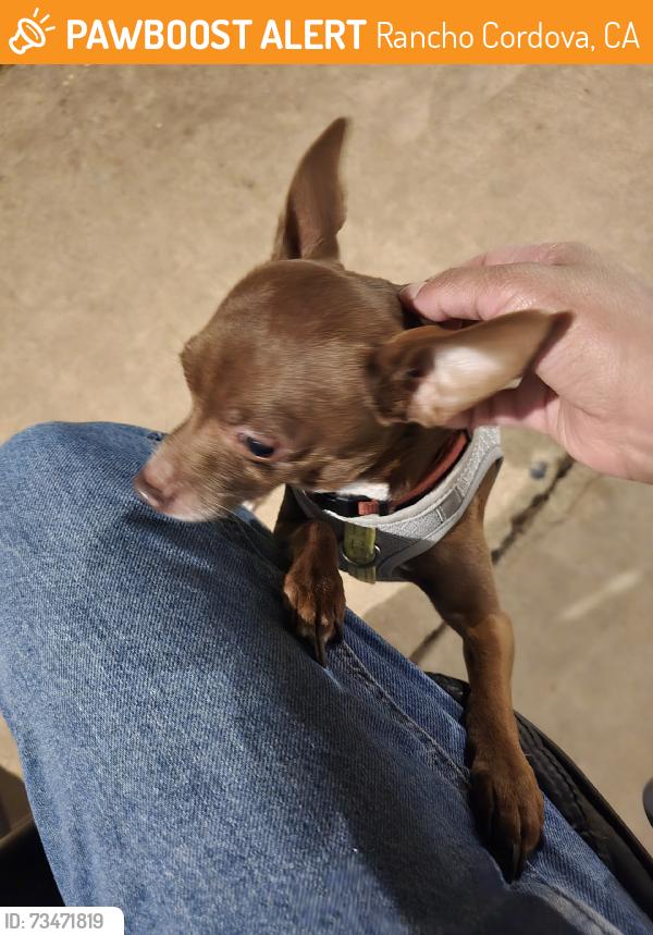 Found/Stray Male Dog last seen Ahlstrom Park, Rancho Cordova, CA, Rancho Cordova, CA 95670