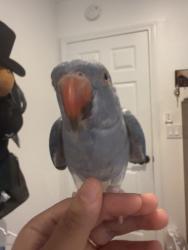Lost Female Bird last seen D st and oaks ave, Chino, CA 91710