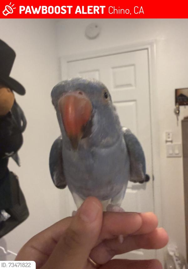 Lost Female Bird last seen D st and oaks ave, Chino, CA 91710