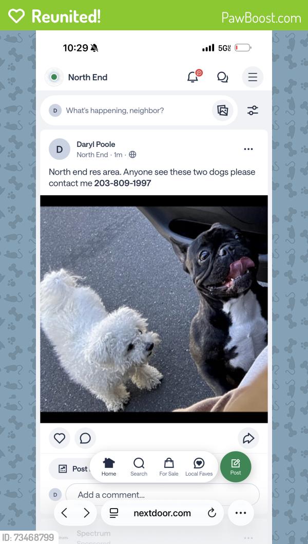 Reunited Unknown Dog last seen Saunders ave, Bridgeport, CT 06606