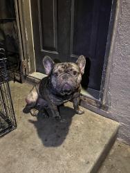 Found/Stray Male Dog last seen Crystal ave, Fresno, CA 93705