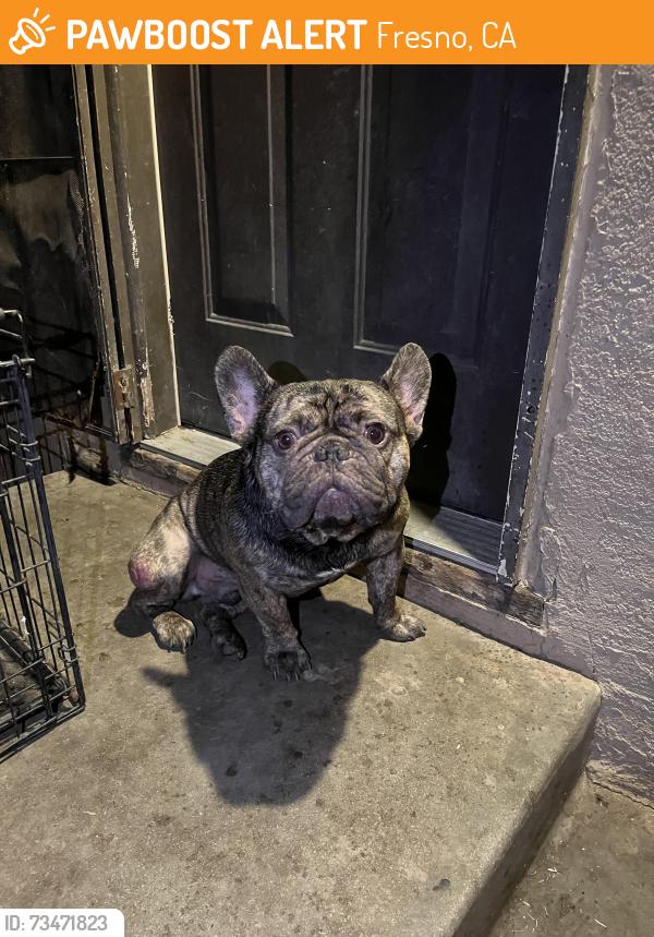Found/Stray Male Dog last seen Crystal ave, Fresno, CA 93705