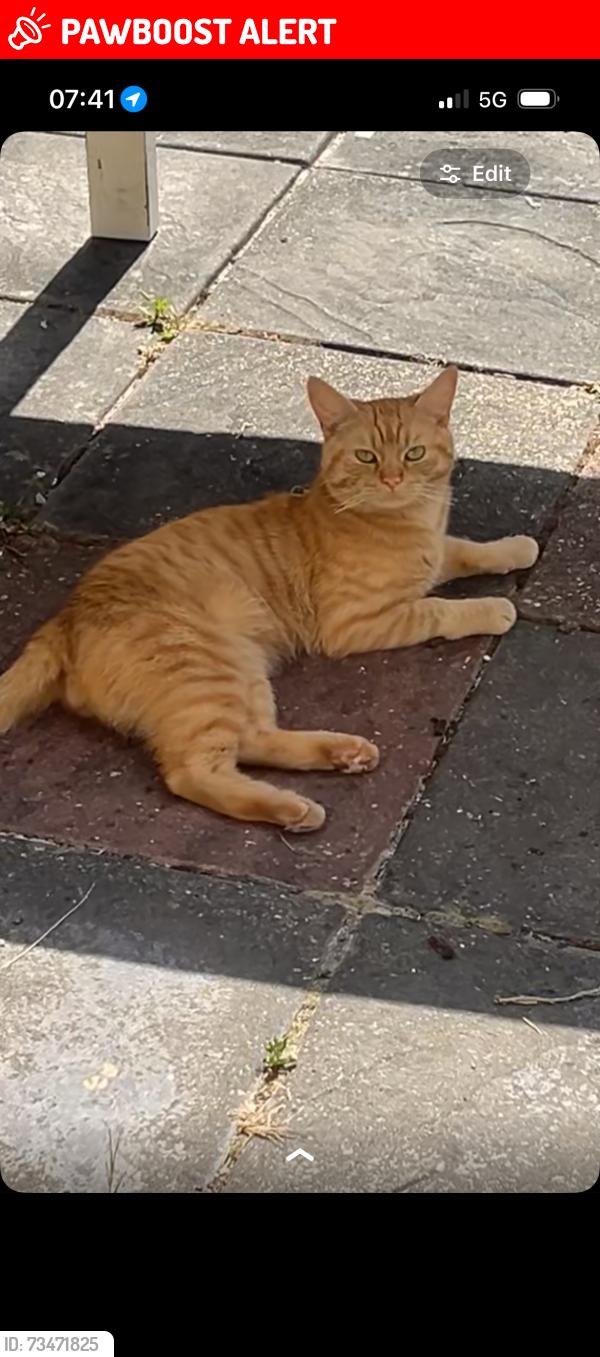 Lost Male Cat last seen CR0 7BU, Greater London, England CR0 7BU