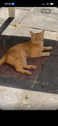 Lost Male Cat last seen CR0 7BU, Greater London, England CR0 7BU