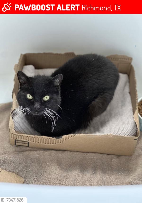 Lost Female Cat last seen Crockett Ridge Dr, Richmond, TX 77406