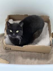 Lost Female Cat last seen Crockett Ridge Dr, Richmond, TX 77406