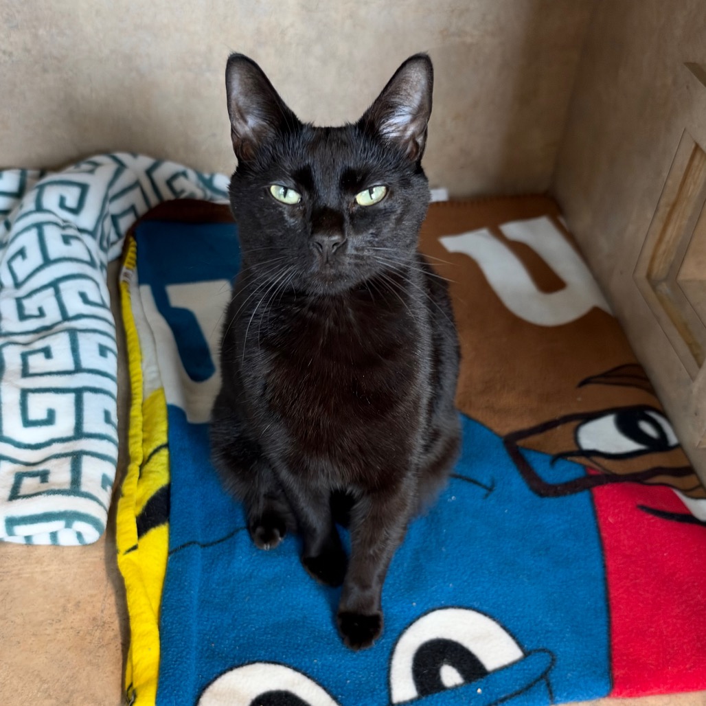 Shelter Stray Female Cat last seen , 8020 Washington St, Port Richey, FL 34668, USA